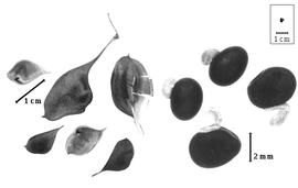  Fruit and seed:  G.  spp. - fruits (closed and dehisced) and seeds.
