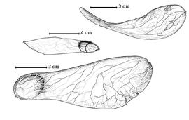  Fruit:  G. balsamiferum  (F.M.C. Vermoesen) H.A.T. Harms - bottom fruit, center seed in situ;  G. joveri  D. Normand ex A. Aubréville - top fruit.
