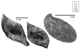  Fruit and seed:  G. rio-docensis  H.C. de Lima - fruits and seed.
