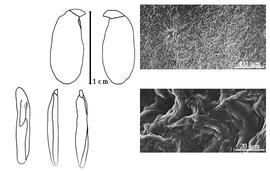  Cotyledon, embryo, and testa:  G. rio-docensis  H.C. de Lima - embryo, cotyledons, and testa SEMs.
