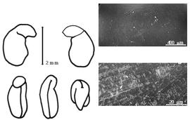  Cotyledon, embryo, and testa:  G. himalaica  J.G. Baker - embryo, cotyledons, and testa SEMs.
