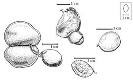  Fruit and seed:  G. coleosperma  (G. Bentham) J.J.G. Léonard - top and left seeds in situ;  G. conjugata  (Bolle) J.J.G. Léonard - bottom fruit;  G. demeusei  (H.A.T. Harms) J.J.G. Léonard - right fruit.
