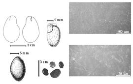  Seed, cotyledon, embryo, and testa:  G. coleosperma  (G. Bentham) J.J.G. Léonard - bottom far left seed topography without aril, top left center seed topography with aril, top far left cotyledon split and concealing radicle (L) and embryonic axis (R), bottom left center seeds, testa SEMs.
