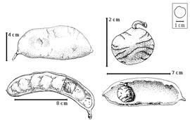  Fruit and seed:  G. assamicus  U.N. Kanjilal ex P.C. Kanjilal - bottom left fruit with partial epicarp and seed in situ;  G. chinensis  H.E. Baillon - bottom right seed in situ, top right seed topography with indurate funiculus;  G. dioicus  (C. Linnaeus) C. Koch - top left fruit.
