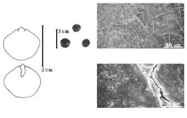  Seed, cotyledon, embryo, and testa:  G. chinensis  H.E. Baillon - far left cotyledon auriculate and concealing margins of radicle (upper) and embryonic axis (lower);  G. dioicus  (C. Linnaeus) C. Koch - testa SEMs;  G.  spp. - top left center seeds.
