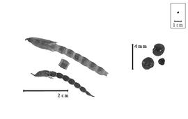  Fruit and seed:  H.  spp. - fruits with calyx, one article, and seeds.
