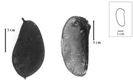  Fruit and seed:  H. monophylla  (H.A.T. Harms) H.A.T. Harms - fruit; H. spp. - seed.
