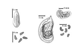  Cotyledon, embryo, and testa:  H. binata  W. Roxburgh - left cotyledon notched and auriculate and concealing only margins of radicle (L) and embryonic axis (R), testa SEMs.
