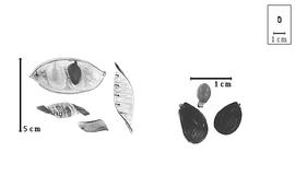  Fruit and seed:  H.  spp. - valves and seeds.
