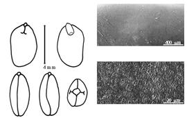  Cotyledon, embryo, and testa:  H. brasiliana  G. Bentham - embryo, cotyledons, and testa SEMs.
