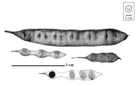  Fruit and seed:  H. pallens  (G. Bentham) Britton & J.N. Rose - fruits and seed in situ.
