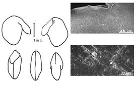  Cotyledon, embryo, and testa:  H. coronarium  C. Linnaeus - embryo, cotyledons, and testa SEMs.
