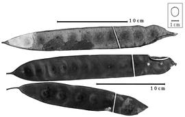  Fruit:  H. occidentalis  (T.S. Brandegee) R.C. Barneby & J.W. Grimes - fruits.
