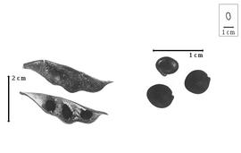  Fruit and seed:  H. platycarpum  (R.C.J.E. Maire) R.C.J.E. Maire - valves showing endocarp and epicarp and seeds.
