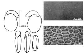  Cotyledon, embryo, and testa:  H. platycarpum  (R.C.J.E. Maire) R.C.J.E. Maire - embryo, cotyledons, and testa SEMs.
