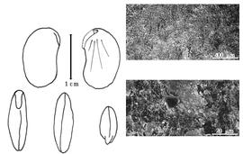  Cotyledon, embryo, and testa:  H. littoralis  (T.S. Brandegee) T.S. Brandegee - embryo, cotyledons, and testa SEMs.
