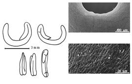  Cotyledon, embryo, and testa:  H. unisiliquosa  C. Linnaeus - embryo, cotyledons, and testa SEMs.
