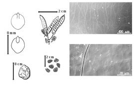  Fruit, seed, cotyledon, embryo, and testa:  H. gracilis  (Ruiz & Pavon) Hooker & G.A.W. Arnott - top left center fruit cluster;  H. microphylla  Torrey - bottom far left seed topography, top far left cotyledon auriculate and concealing lower margins of radicle (upper) and embryonic axis (lower), testa SEMs;  H.  spp. - bottom left center seeds.
