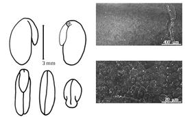  Cotyledon, embryo, and testa:  H. macrostachys  (A.P. de Candolle) P.A. Rydberg - embryo, cotyledons, and testa SEMs.
