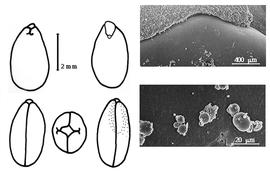  Cotyledon, embryo, and testa:  H. elliptica  A.P. de Candolle - embryo, cotyledons, and testa SEMs.
