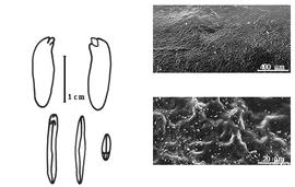  Cotyledon, embryo, and testa:  H. heringerianum  C.T. Rizzini - embryo, cotyledons, and testa SEMs.
