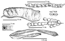  Fruit and seed:  I. alba  (Sweet) C.L. von Willdenow - bottom far left embryo in situ;  I. edulis  C.F.P. von Martius - bottom fruit;  I. laurina  (O. Swartz) C.L. von Willdenow - top right fruit;  I. marginata  C.L. von Willdenow - right center fruit cluster and fruit segment;  I. nobilis  C.L. von Willdenow - top left fruit.
