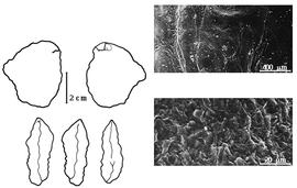  Cotyledon, embryo, and testa:  I. fagifer  (S. Parkinson) F.R. Fosberg - embryo, cotyledons, and testa SEMs.
