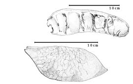  Fruit and seed:  I. bijuga  (Colebrooke) C.E.O. Kuntze - top seed in situ;  I. palembanica  F.A.W. Miquel - bottom fruit.
