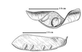  Fruit and seed:  I. dalzielii  W.G. Craib & O. Stapf - bottom fruit;  I. doka  W.G. Craib & O. Stapf - top seed in situ.
