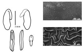  Cotyledon, embryo, and testa:  J. ramosissima  G. Bentham - embryo, cotyledons, and testa SEMs.
