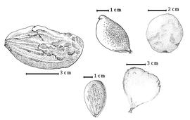  Fruit:  K. alternifolium  (Elmer) Merrill & Rolfe - top right fruit, bottom left fruit;  K. pinnatum  (de Candolle) H.A.T. Harms - top center fruit;  K. platycarpum  Burtt - bottom right fruit, top left fruit.
