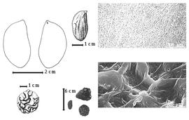  Seed, cotyledon, embryo, and testa:  K. alternifolium  (Elmer) Merrill & Rolfe - bottom far left cotyledon topography;  K. pinnatum  (de Candolle) H.A.T. Harms - top left center seed topography, top far left cotyledon entire and concealing radicle (L) and embryonic axis (R), testa SEMs;  K.  spp. - bottom left center seeds.
