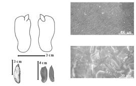  Seed, cotyledon, embryo, and testa:  K. malaccensis  A.C. Maingay - top left cotyledon cordate and investing exposed radicle (L) and embryonic axis (R), bottom far left seed topography, bottom left center seeds, testa SEMs.
