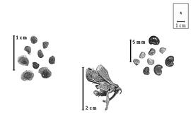  Fruit and seed:  K.  spp. - left articles, fruits in calyx and corolla, center fruit in flower, and right seeds.
