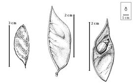  Fruit and seed:  L. lanceolata  G. Bentham - left and center fruits, right seed in situ.
