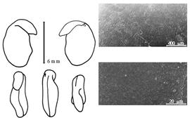  Cotyledon, embryo, and testa:  L. anagyroides  F.K. Medikus - embryo, cotyledons, and testa SEMs.
