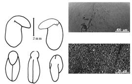  Cotyledon, embryo, and testa:  L. capensis  (C. Linnaeus) G.C. Druce - embryo, cotyledons, and testa SEMs.
