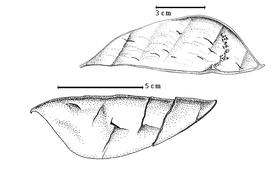  Fruit:  L. leptanthum  (H.A.T. Harms) J.J.G. Léonard - bottom epicarp, top endocarp.
