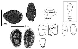  Fruit, seed, cotyledon, and embryo:  L. amazonica  W.A. Ducke - top left fruits, bottom left seeds in situ, embryo, cotyledons, and magnification.
