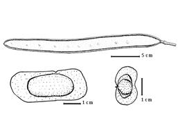  Fruit and seed:  L. capuronii  J.-F. Villiers & P. Guinet - top fruit, bottom seeds (all from Villiers & Guinet, 1989).
