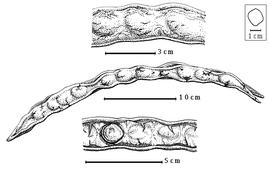  Fruit and seed:  L. edule  J.M.H.A. Perrier de la Bâthie - top section of fruit, center fruit, bottom seed in situ.
