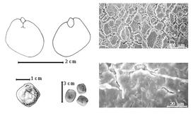  Cotyledon, embryo, and testa:  L. edule  J.M.H.A. Perrier de la Bâthie - top left cotyledon auriculate and concealing margins of radicle (L) and embryonic axis (R), bottom far left seed topography, bottom left center seeds, testa SEMs.
