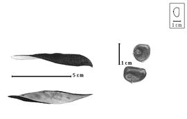  Fruit and seed:  L. modesta  (P.C. Standley & J.A. Steyermark) P.C. Standley & J.A. Steyermark - valves and seeds.
