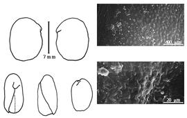  Cotyledon, embryo, and testa:  L. modesta  (P.C. Standley & J.A. Steyermark) P.C. Standley & J.A. Steyermark - embryo, cotyledons, and testa SEMs.
