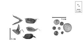  Fruit and seed:  L.  spp. - fruits (intact and dehisced) and seeds.
