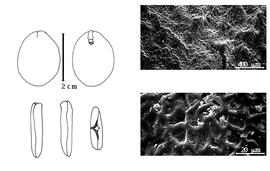  Cotyledon, embryo, and testa:  L. africana  (H.E. Baillon) A. Aubréville - embryo and testa SEMs.
