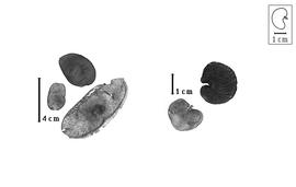  Fruit and seed:  L.  spp. - fruits and seeds.
