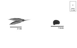  Fruit and seed:  L. uniflorum  (R. Br. ex Benth.) Crisp - fruit and seed.
