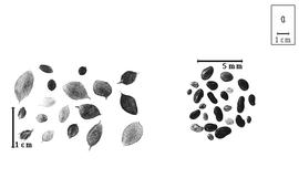  Fruit and seed:  L.  spp. - fruits (with and without calyx) and seeds.
