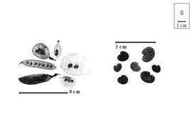  Fruit and seed:  L.  spp. - fruits, valves, and seeds.
